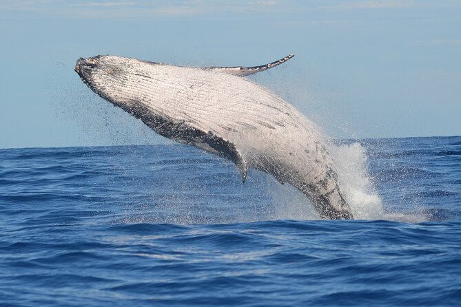 1.5-Hour Guided Whale Watching Tour - Key points before you book