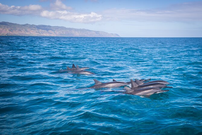 1.5-Hour Guided Whale Watching Tour - The small boat makes the biggest difference