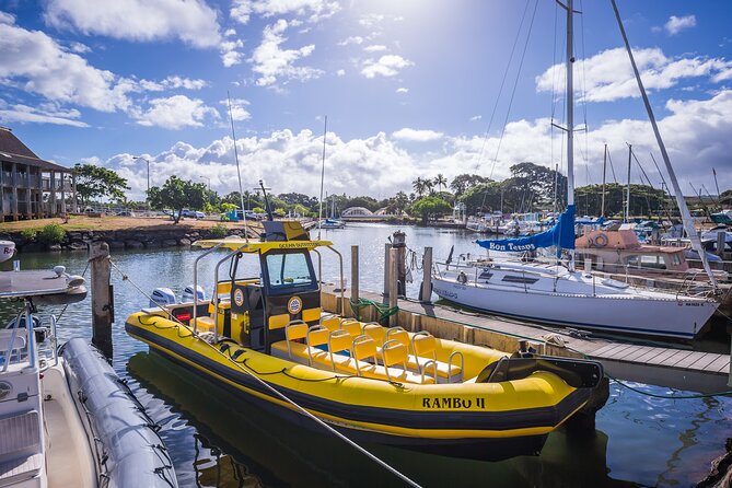 1.5-Hour Guided Whale Watching Tour - Searching the North Shore for whales