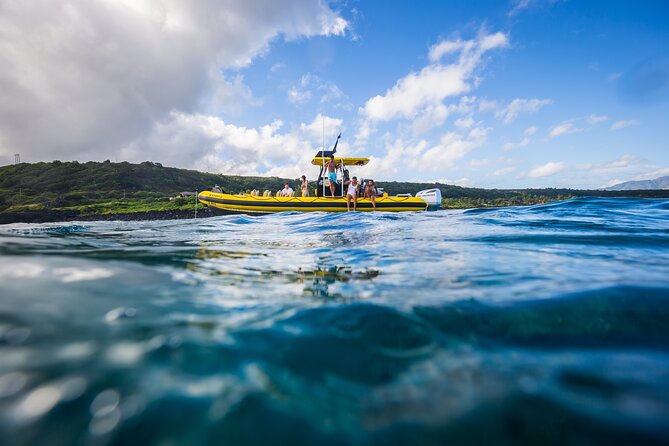 1.5-Hour Guided Whale Watching Tour - Sharks, dolphins, turtles, and unexpected bonuses