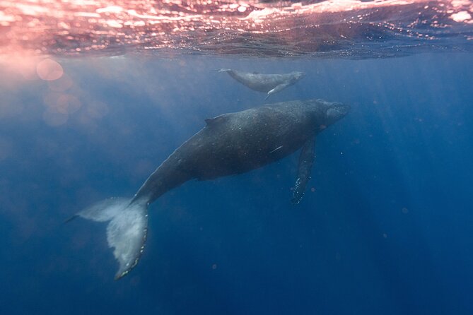 1.5-Hour Guided Whale Watching Tour - Who should book, and who should think twice?