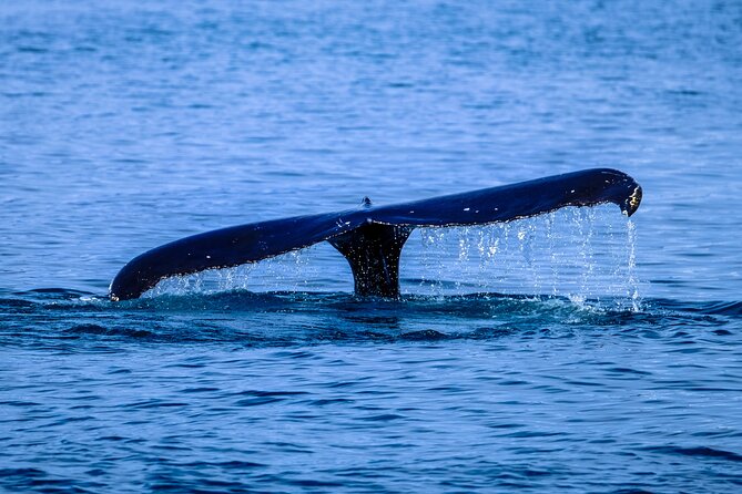 1.5-Hour Guided Whale Watching Tour - Waimea Bay: surf, river, and a dramatic first stop