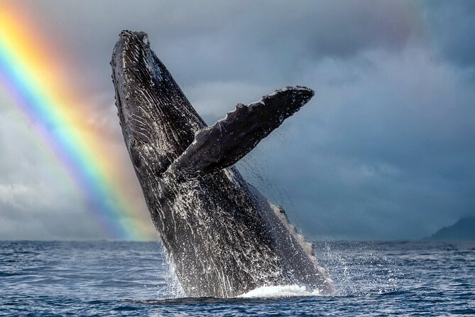 1.5 Hour Waikiki Whale Watching with E Sea Diver (Shuttle Option) - Key points to know before booking