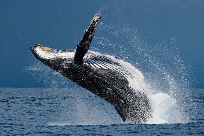 1.5 Hour Waikiki Whale Watching with E Sea Diver (Shuttle Option) - What happens at Pier E