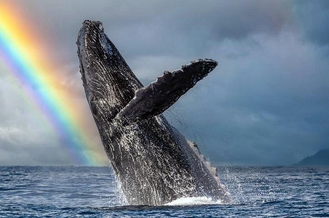 1.5 Hour Waikiki Whale Watching with E Sea Diver (Shuttle Option) - Dolphins, turtles, and Diamond Head
