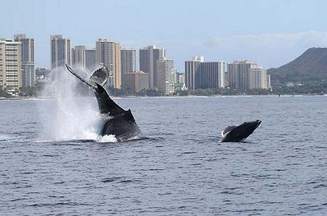 1.5 Hour Waikiki Whale Watching with E Sea Diver (Shuttle Option) - Snacks, drinks, and onboard comfort