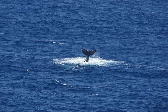 1.5 Hour Waikiki Whale Watching with E Sea Diver (Shuttle Option) - Is $29 good value?
