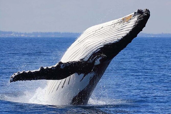 1.5 Hour Waikiki Whale Watching with E Sea Diver (Shuttle Option) - Whale season and the no-sighting problem