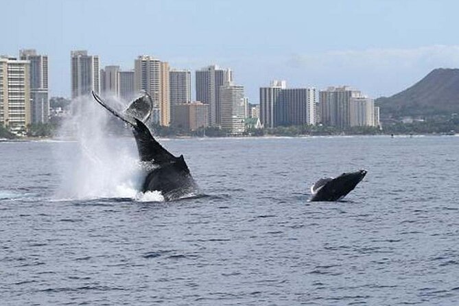 1.5 Hour Waikiki Whale Watching with E Sea Diver (Shuttle Option) - Cancellation and weather details