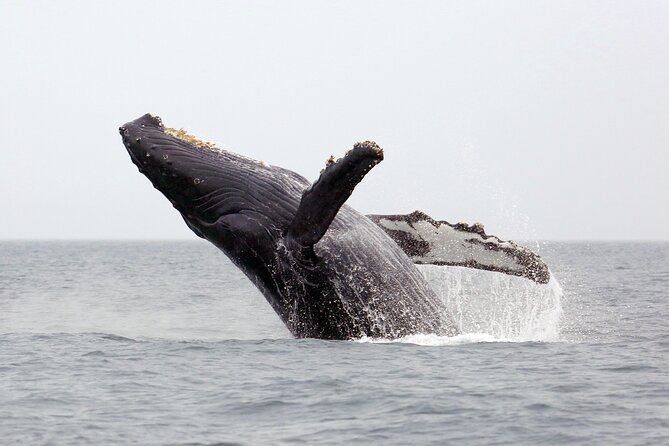 1.5 Hour Waikiki Whale Watching with E Sea Diver (Shuttle Option) - Searching for humpbacks offshore