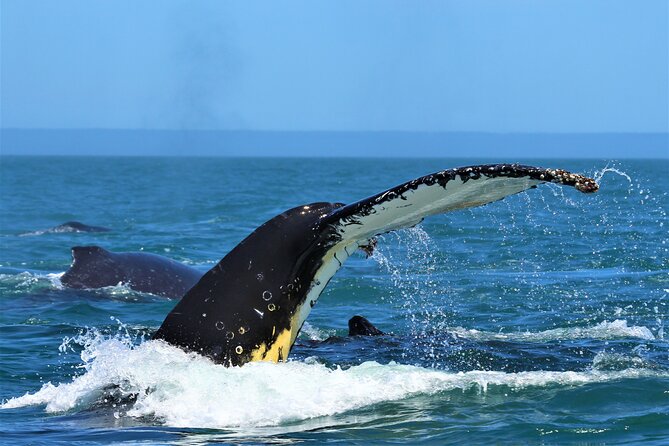 1 Day Whale Watching at Yzerfontein - Why Yzerfontein is worth the early start