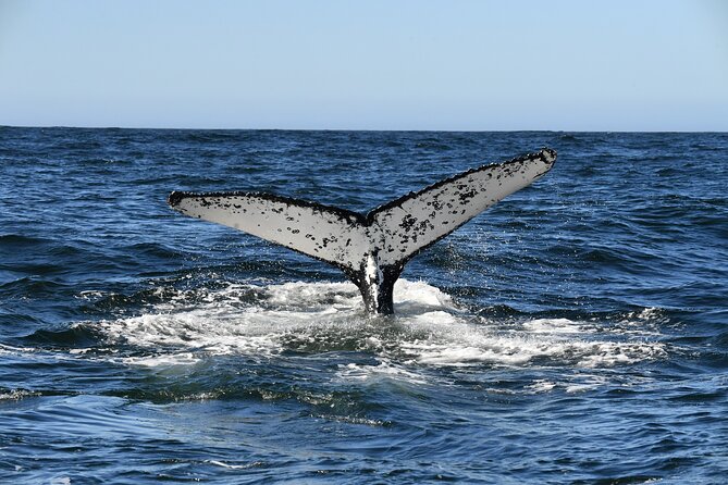 1 Day Whale Watching at Yzerfontein - Searching for humpback whales