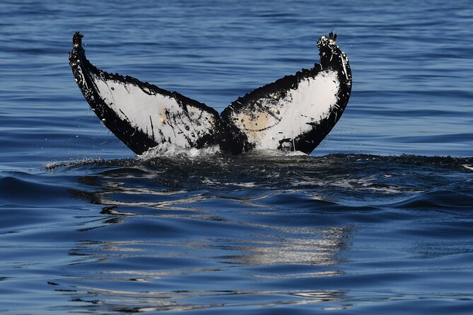1 Day Whale Watching at Yzerfontein - What the guide adds to the day