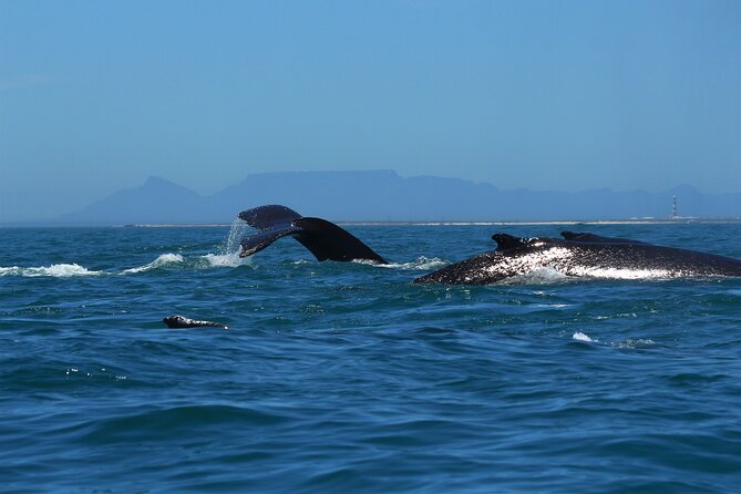 1 Day Whale Watching at Yzerfontein - Snacks, lunch, and practical comfort