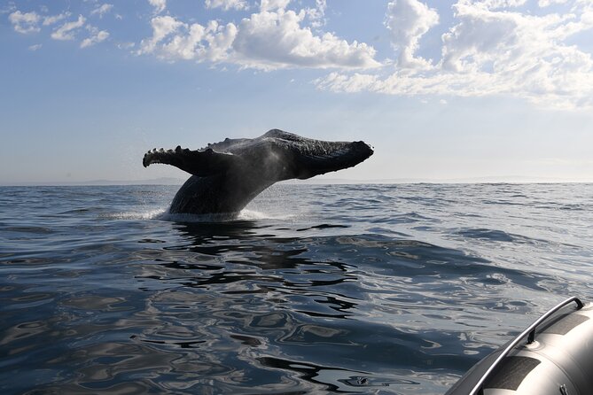 1 Day Whale Watching at Yzerfontein - How much value does the price offer?