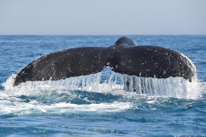 1 Day Whale Watching at Yzerfontein - Who will enjoy this expedition most?