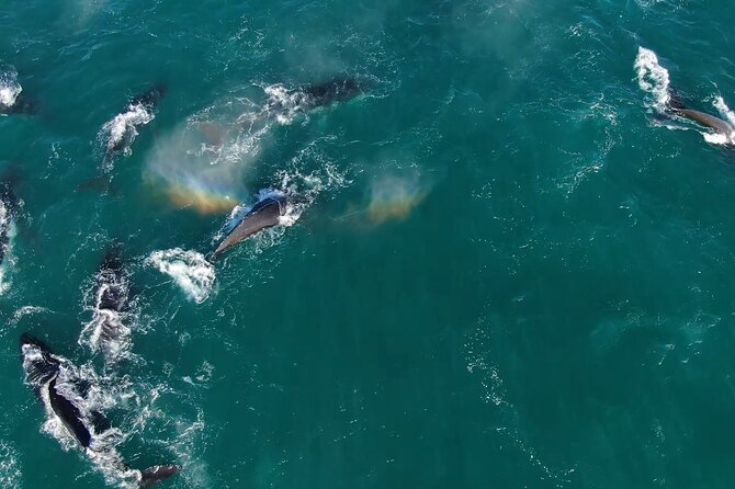 1 Day Whale Watching at Yzerfontein - Meeting the crew at 6:30 am