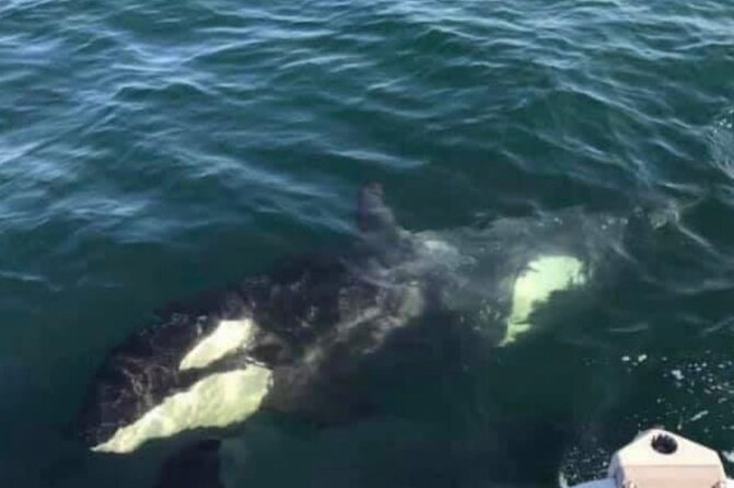 14 passenger Whale Watching Tours in Icy Strait aka Hoonah AK - How the 2.5-hour itinerary feels