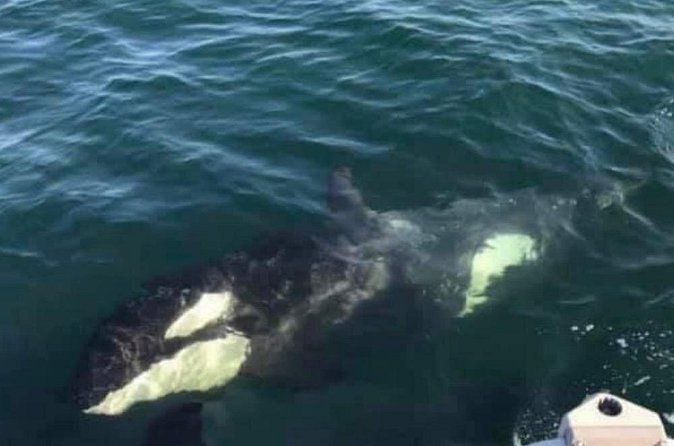 14 passenger Whale Watching Tours in Icy Strait aka Hoonah AK - Is $292.86 per person a fair price?