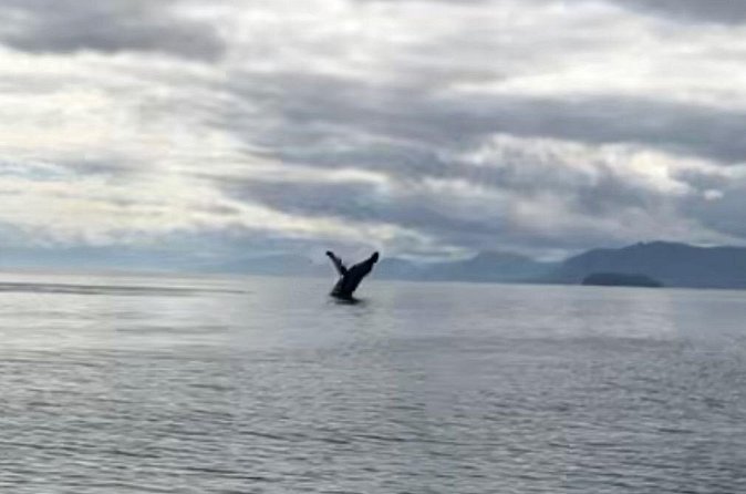 14 passenger Whale Watching Tours in Icy Strait aka Hoonah AK - Who will enjoy this private whale tour most?