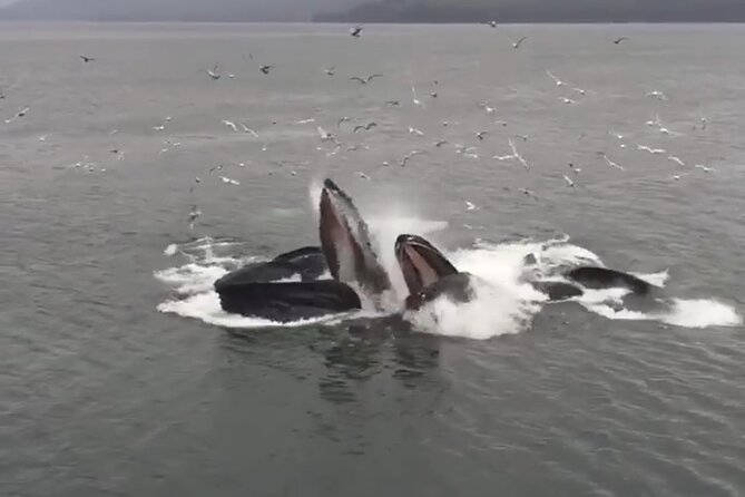 14 passenger Whale Watching Tours in Icy Strait aka Hoonah AK - A 7:00 am start at the Icy Strait Point port