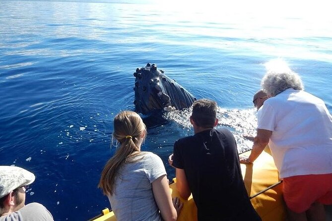 2.5 Hour Whale Escape Tour - Key points to know before booking
