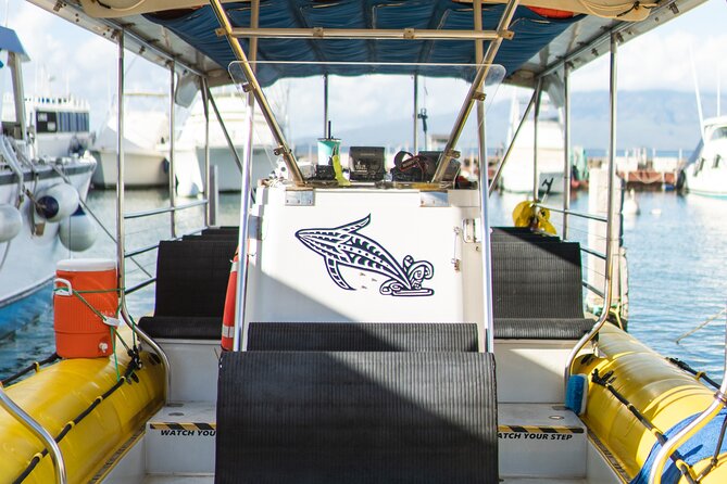 2.5 Hour Whale Escape Tour - The whale-sighting guarantee and what it really means