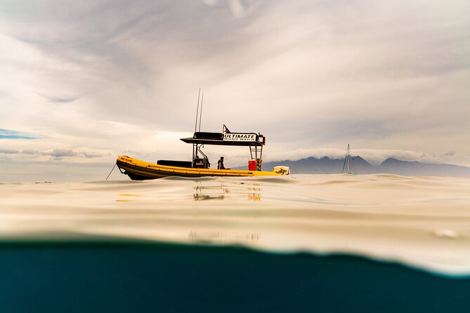 2.5 Hour Whale Escape Tour - What the small group does well, and where it falls short
