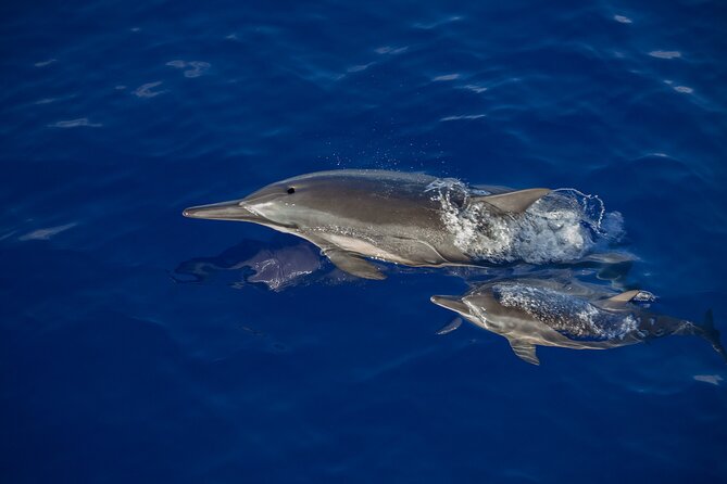 2.5-Hour Whale Watching On A 41' Super-Raft - Naturalist commentary and crew service