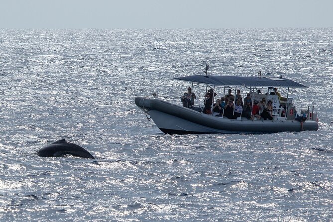 2.5-Hour Whale Watching On A 41' Super-Raft - Is $135.14 a fair price?