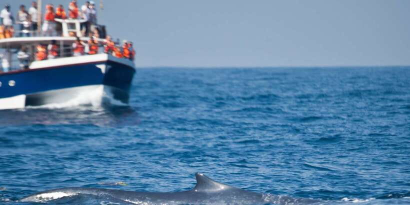 2-Day Whale Watching & Southern Sri Lanka Tour - Galle Fort: the strongest cultural stop