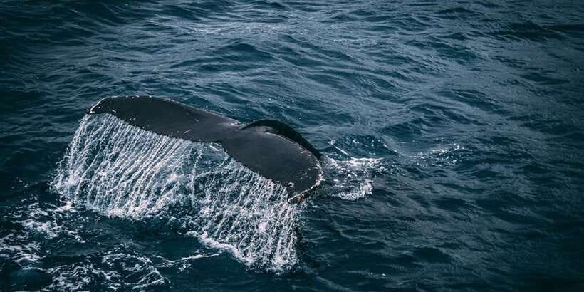 2-Day Whale Watching & Southern Sri Lanka Tour - Overnight in Mirissa