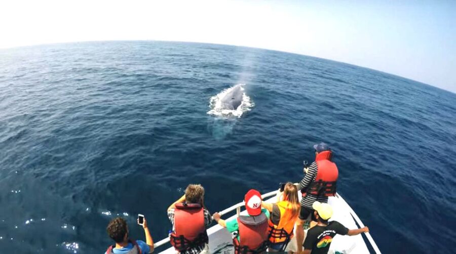 2-Day Whale Watching & Southern Sri Lanka Tour - Day two: Mirissa whale watching