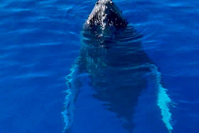 2 Hour Afternoon Lahaina Whale Watch - Leaving Lahaina and finding the whales