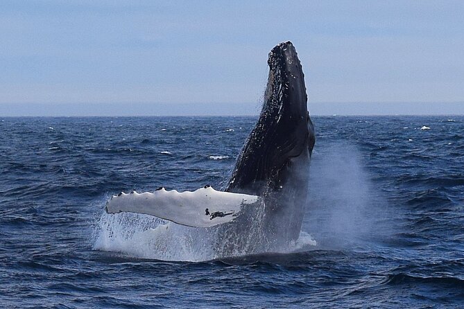 2 Hour Award-Winning Whale and Seabird Boat Tour from St. John's - Key details before you book