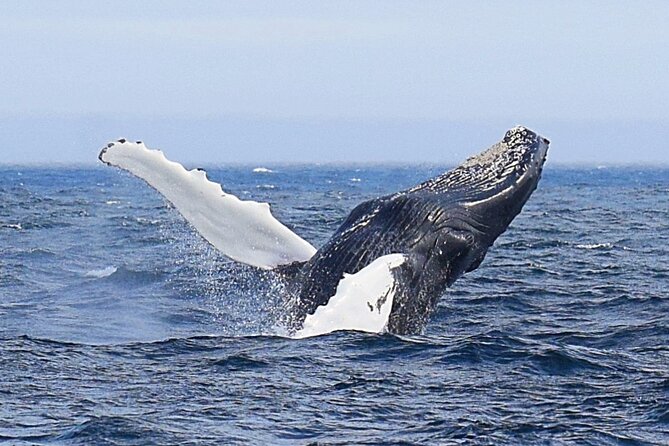 2 Hour Award-Winning Whale and Seabird Boat Tour from St. John's - Leaving St. John’s harbour at Pier 6
