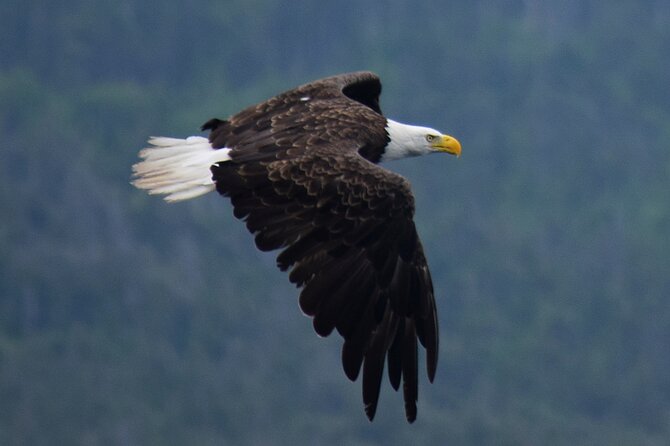 2 Hour Award-Winning Whale and Seabird Boat Tour from St. John's - Blackhead Sea Caves and the seabird cliffs