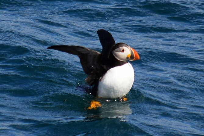 2 Hour Award-Winning Whale and Seabird Boat Tour from St. John's - What happens when wildlife cooperates