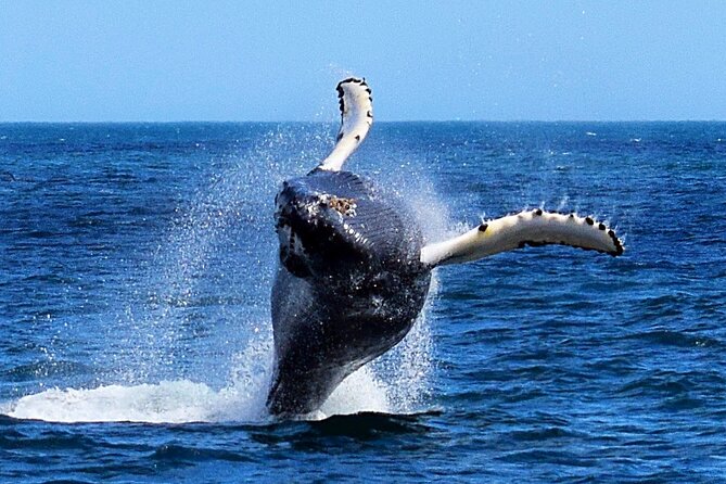 2 Hour Award-Winning Whale and Seabird Boat Tour from St. John's - Signal Hill and Cabot Tower from below