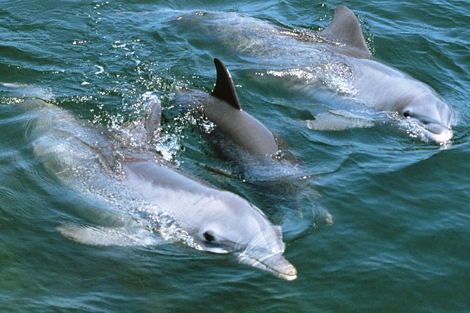 2-Hour Dolphin and Whale Watching in Gran Canaria - What the guide adds