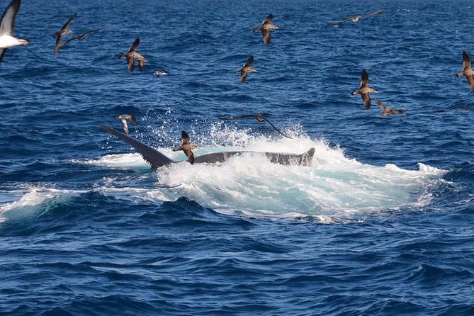 2-Hour Dolphin and Whale Watching in Gran Canaria - Is $42.05 good value?