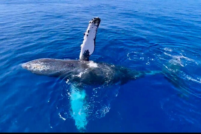 2 hour Lahaina Sunrise Whale Watch - Why sunrise is the right time for this whale watch
