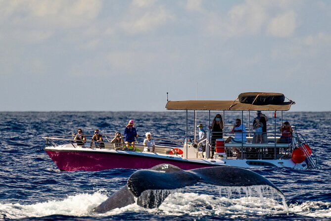 2 hour Lahaina Sunrise Whale Watch - What happens during the two-hour outing
