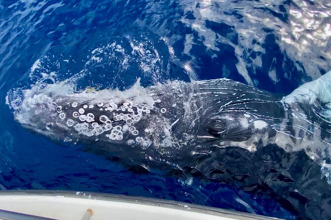 2 hour Lahaina Sunrise Whale Watch - What kind of whale sightings can you expect?