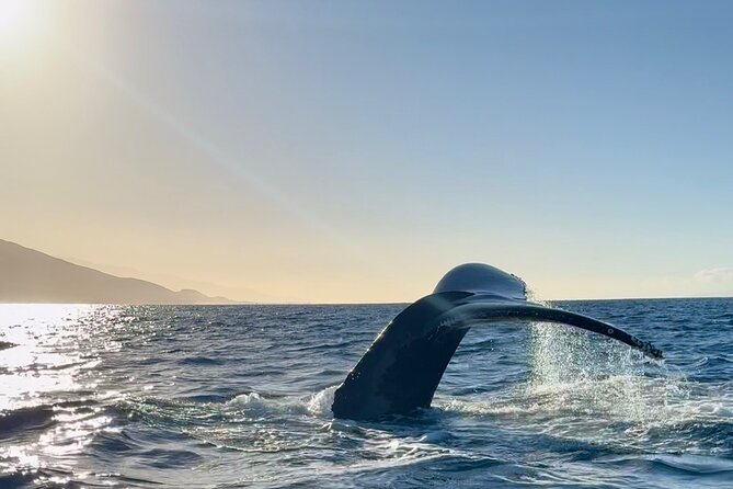 2 hour Lahaina Sunrise Whale Watch - Weather, comfort, and physical demands