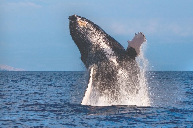 2-Hour Ma'alaea Humpback Whale Watching Cruise for up to 6 Guests - The whale watching itself: fast sightings, unpredictable action