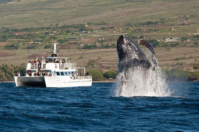 2-Hour Oahu Whale Watch from Ala Wai Harbor, Waikiki - Quick facts before you book
