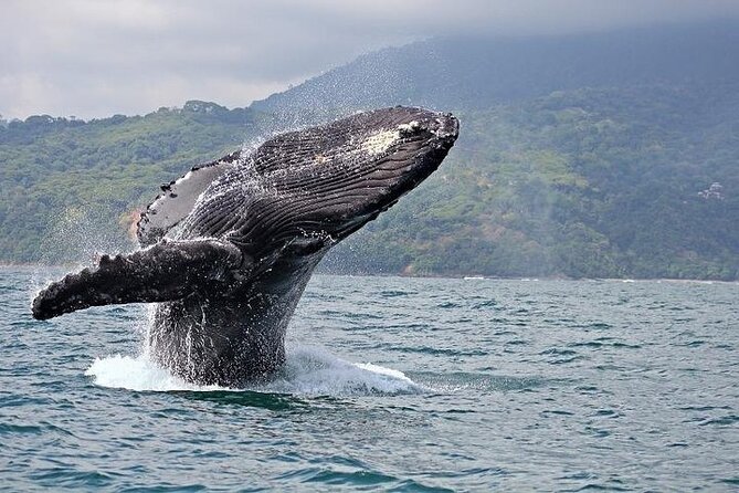 2-Hour Oahu Whale Watch from Ala Wai Harbor, Waikiki - Waikiki Beach and Diamond Head from the water