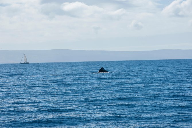 2-Hour Oahu Whale Watch from Ala Wai Harbor, Waikiki - Snacks, drinks, and the real price