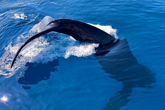 2 Hour Prime Time Maui Whale Watching - Why this small Maui boat works so well